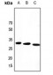 Anti-PEX19 Antibody