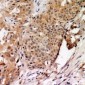 Anti-TAGAP Antibody