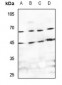 Anti-TAGAP Antibody