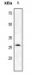Anti-Trypsin 2 Antibody