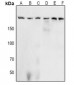 Anti-Acinus (pS1180) Antibody