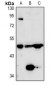 Anti-TAFI Antibody