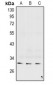 Anti-Connexin 31.3 Antibody