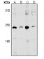 Anti-MED13L Antibody