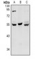Anti-HNF4 alpha/gamma Antibody