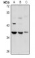 Anti-GPR27 Antibody