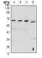 Anti-GPR48 Antibody