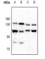 Anti-Cadherin-pan Antibody