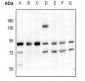 Anti-PKC-pan Antibody