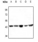 Anti-Actin-pan Antibody