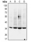 Anti-NANOG Antibody