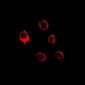 Anti-EMR3 Antibody