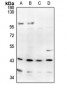 Anti-APOBEC3D Antibody