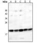 Anti-GITRL Antibody