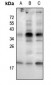 Anti-RAC1/2/3 (pS71) Antibody