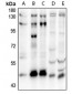 Anti-SOX8 Antibody