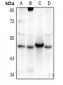 Anti-AGFG2 Antibody