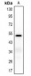 Anti-CD85k Antibody