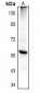 Anti-PTGIS Antibody