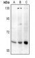 Anti-Frizzled 2 Antibody