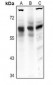 Anti-Frizzled 5 Antibody