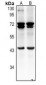 Anti-pro-BMP8 Antibody