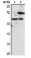 Anti-BS69 Antibody