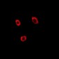 Anti-Contactin 4 Antibody