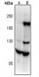 Anti-Contactin 4 Antibody