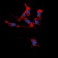 Anti-EPHB1/2 Antibody
