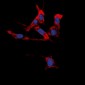 Anti-EPHB1/2 Antibody