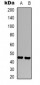 Anti-CD16 Antibody