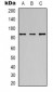 Anti-OCT1 Antibody