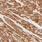 Anti-Actin Muscle Specific Antibody