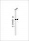 KLF4(S254) Antibody