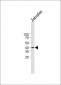 Zebrafish rx2 Antibody (N-term)