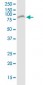 VPS35 monoclonal antibody (M02J), clone 2D3