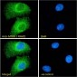 Goat Anti-MTOR / FRAP2 Antibody