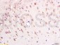 Neurokinin A Receptor Polyclonal Antibody