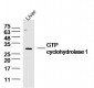 GTP cyclohydrolase 1 Polyclonal Antibody