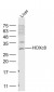 HOXc8 Polyclonal Antibody