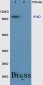 Sodium hydrogen exchanger 1 Polyclonal Antibody