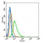 Brain2 Polyclonal Antibody