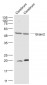 Brain2 Polyclonal Antibody