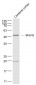 Brain2 Polyclonal Antibody