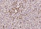 SECTM1 Polyclonal Antibody