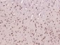 NR5A2 Polyclonal Antibody