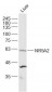 NR5A2 Polyclonal Antibody