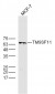 TM9SF1 Polyclonal Antibody