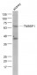 TM9SF1 Polyclonal Antibody